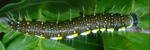 Delias nysa nysa - Final Larvae